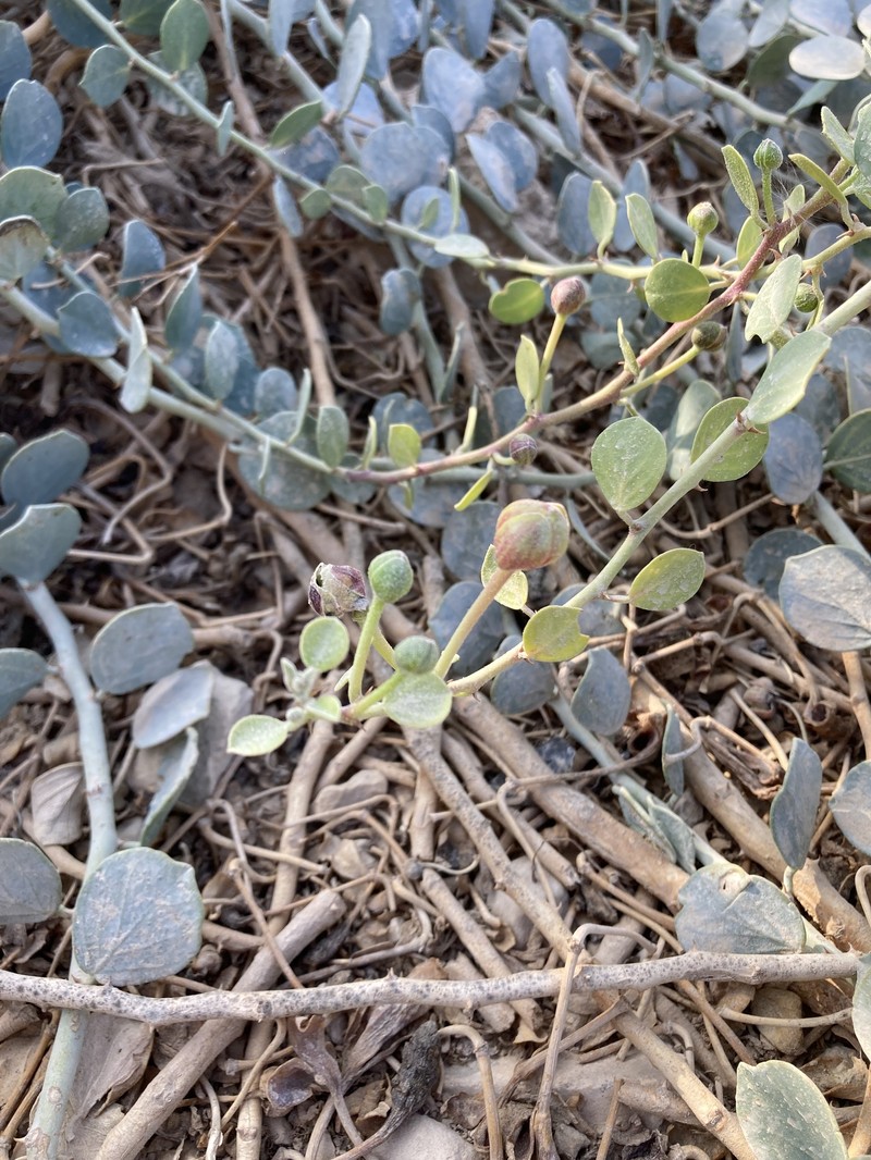Capparis spinosa subsp. spinosa photo 2