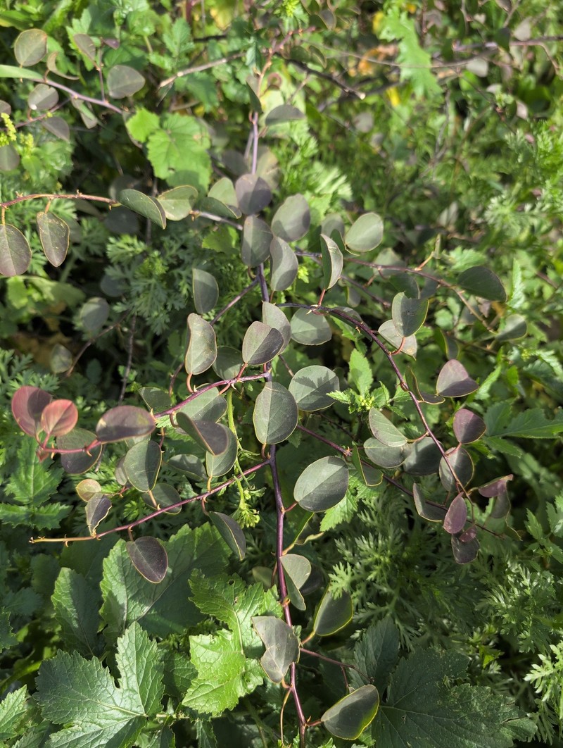 Capparis spinosa subsp. spinosa photo 3