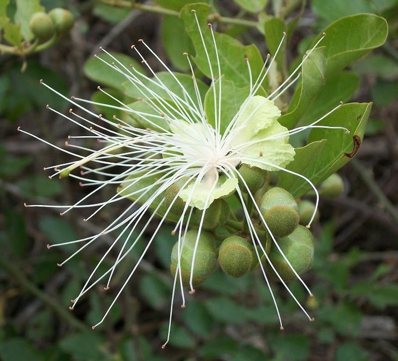 African Caper