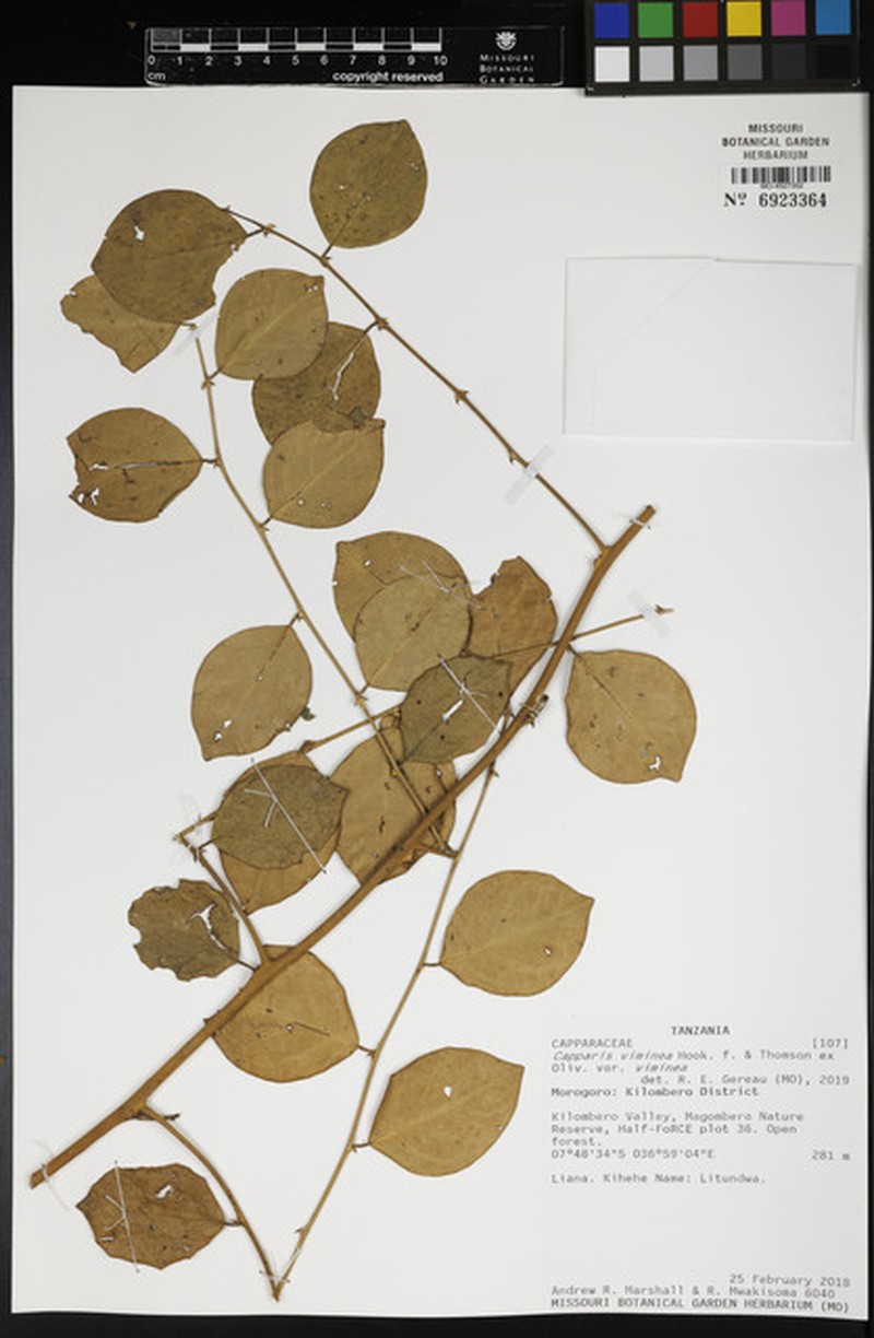 Capparis viminea var. viminea