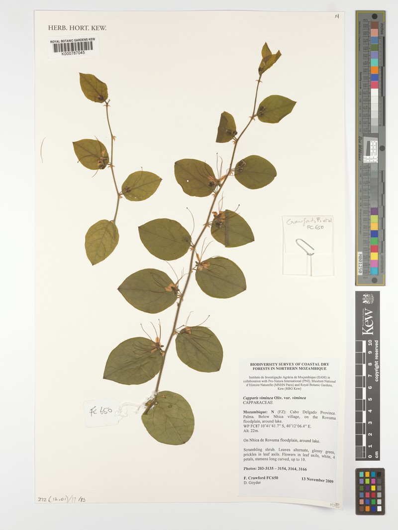 Capparis viminea var. viminea photo 2