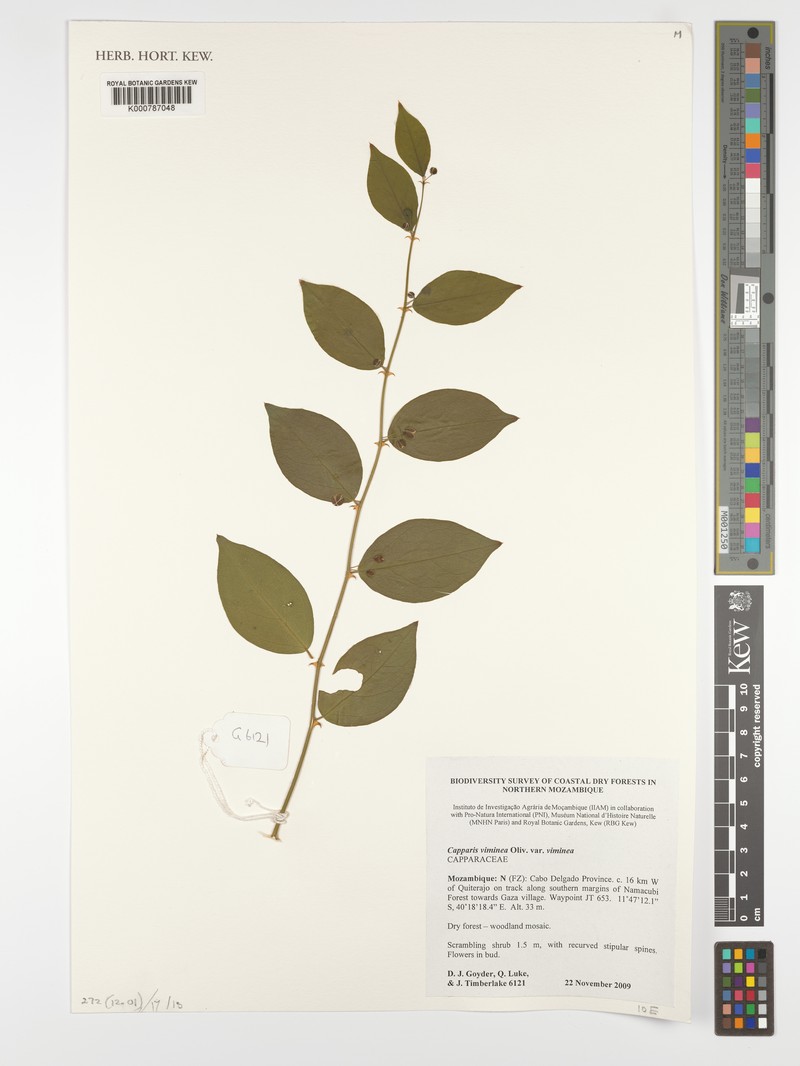 Capparis viminea var. viminea photo 3