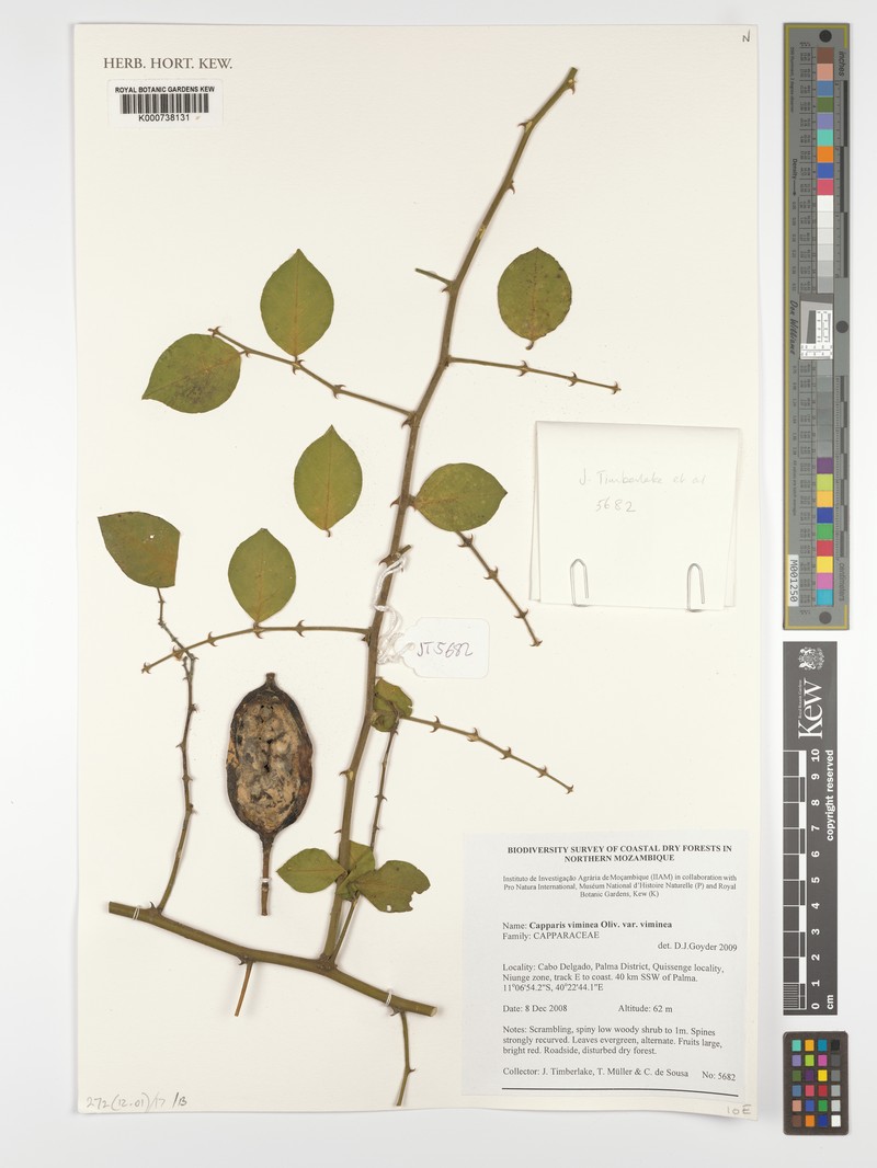Capparis viminea var. viminea photo 4