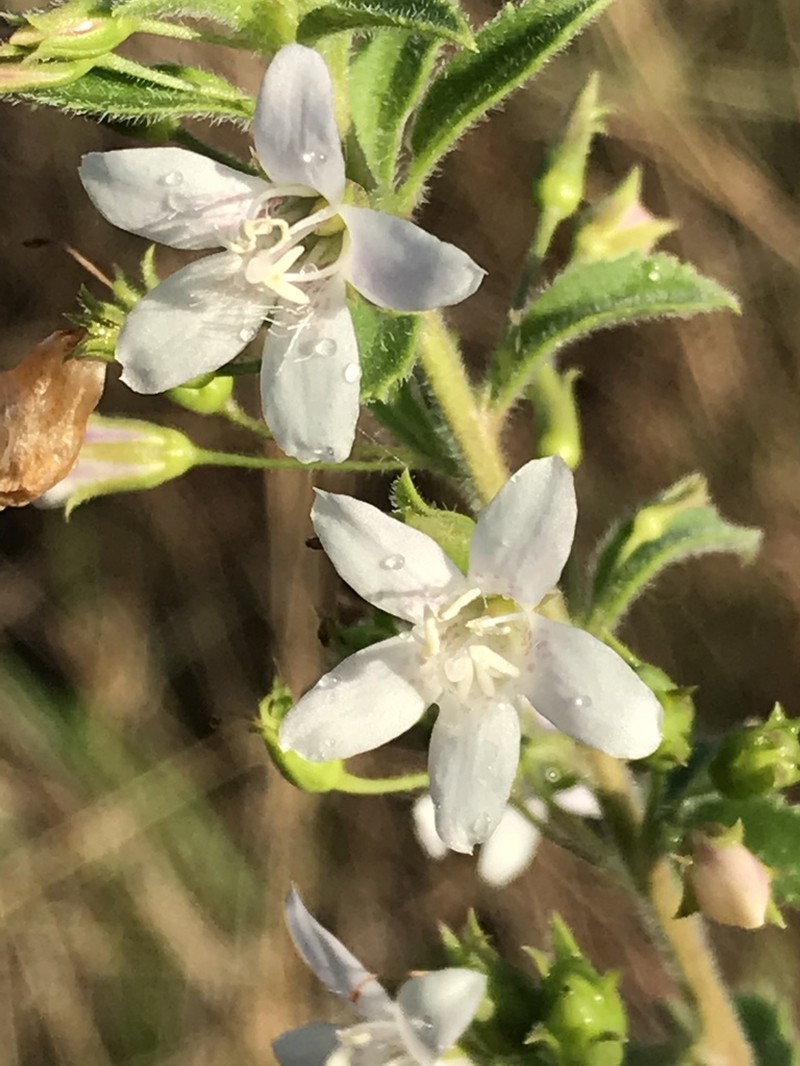 Goatweed