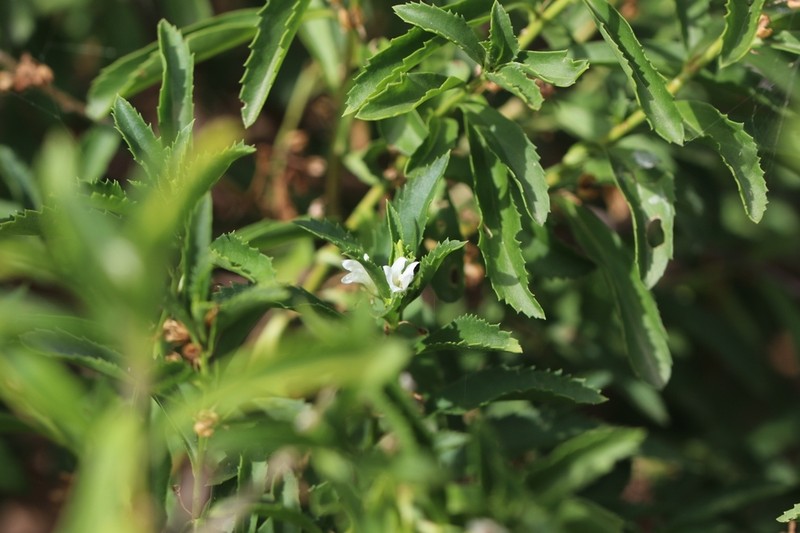 Goatweed photo 2