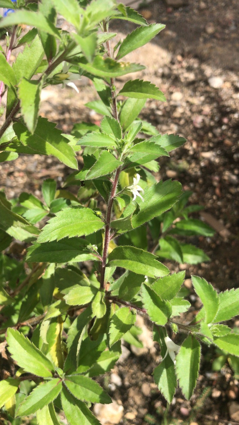 Goatweed photo 3