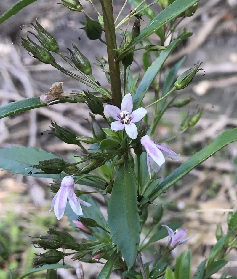 Goatweed photo 4