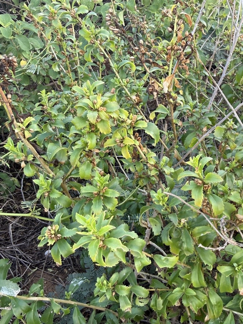 Goatweed photo 5