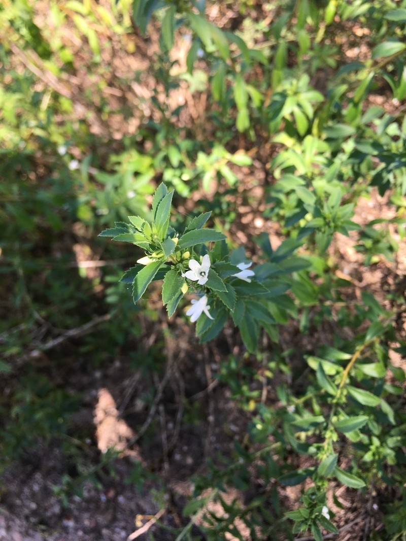Goatweed photo 6