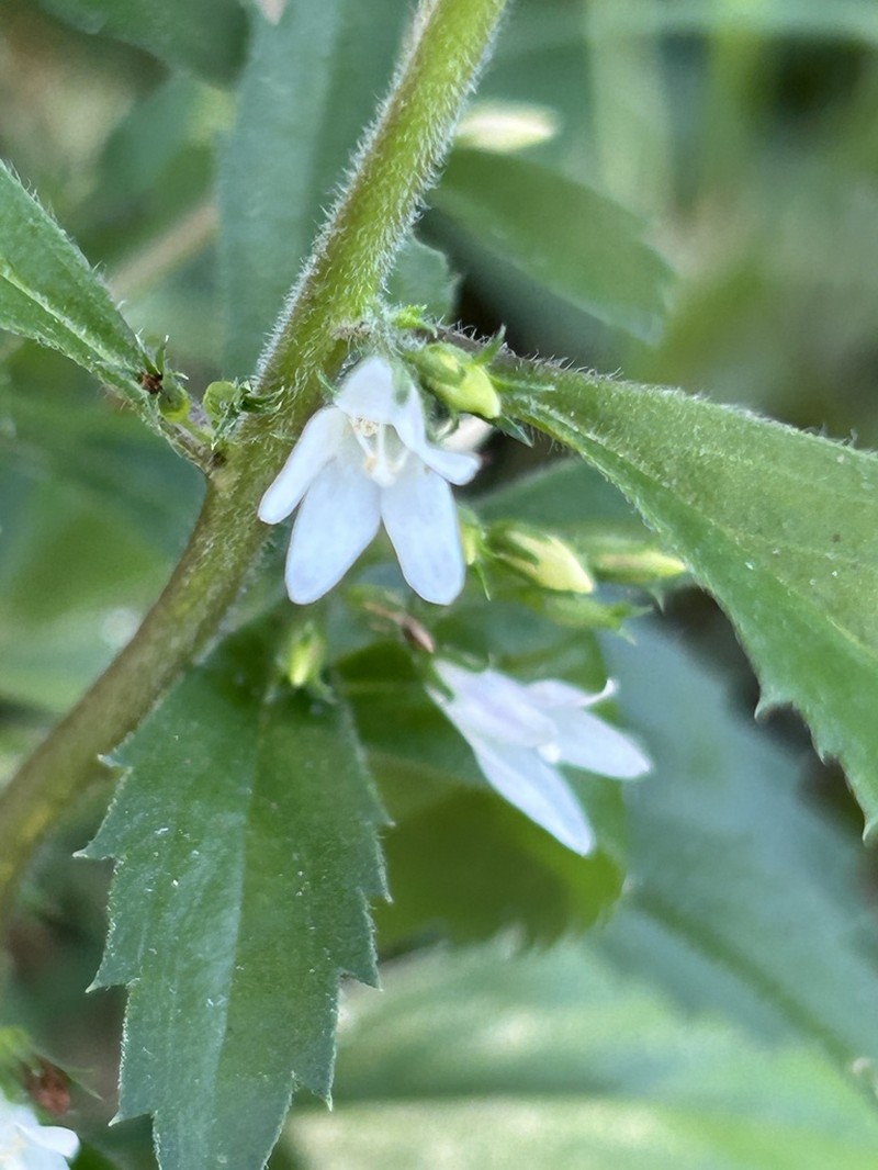 Goatweed photo 7