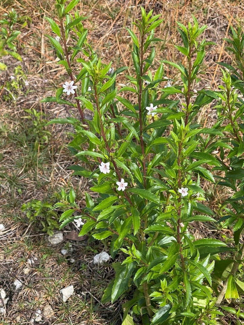 Goatweed photo 8
