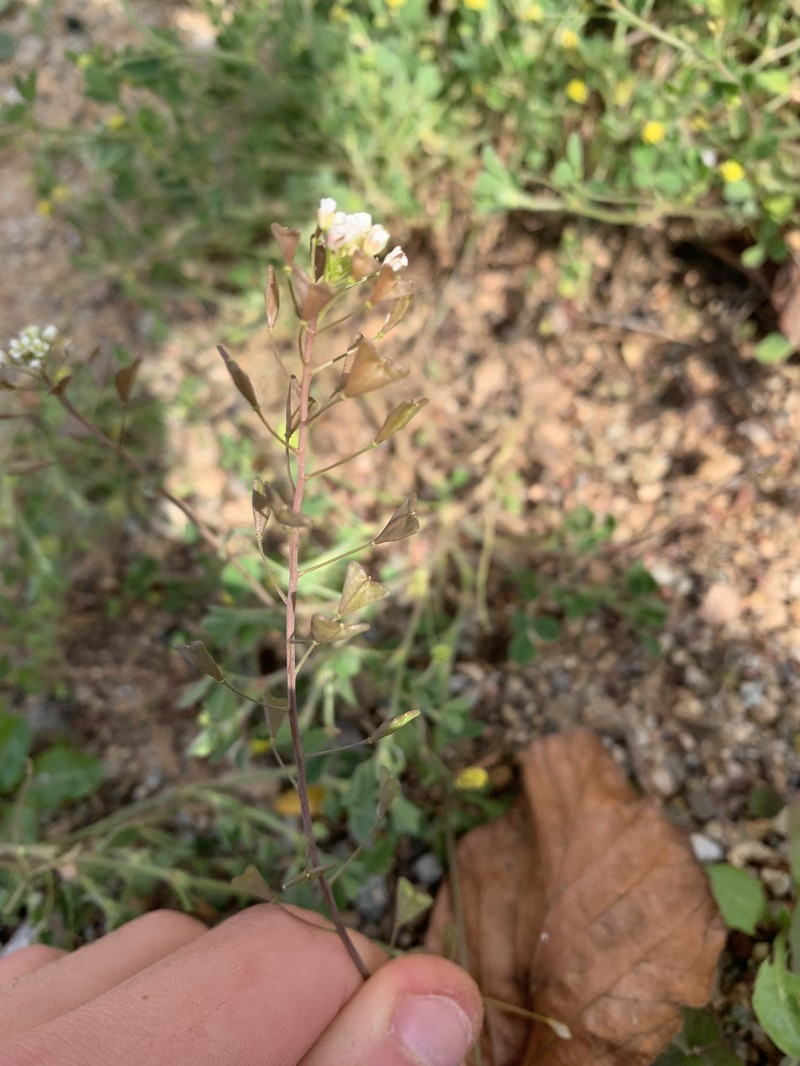 Capsella bursa-pastoris subsp. bursa-pastoris