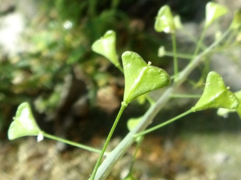 Capsella bursa-pastoris subsp. bursa-pastoris photo 2