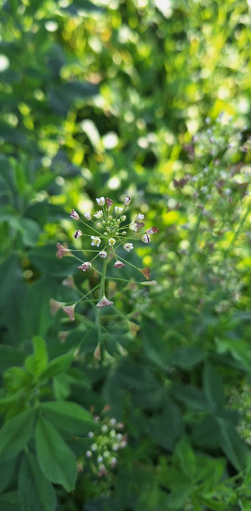 Capsella bursa-pastoris subsp. bursa-pastoris photo 3