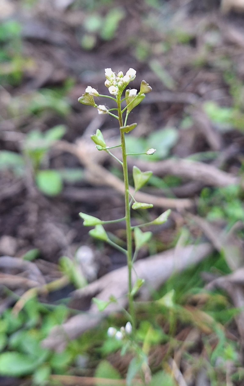Capsella bursa-pastoris subsp. bursa-pastoris photo 4