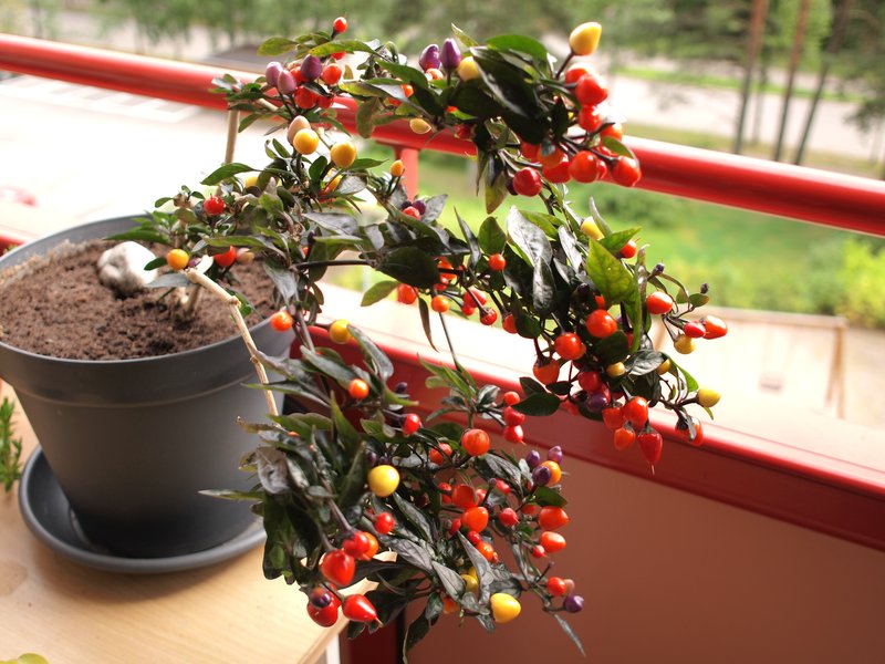 Cayenne Pepper photo 5