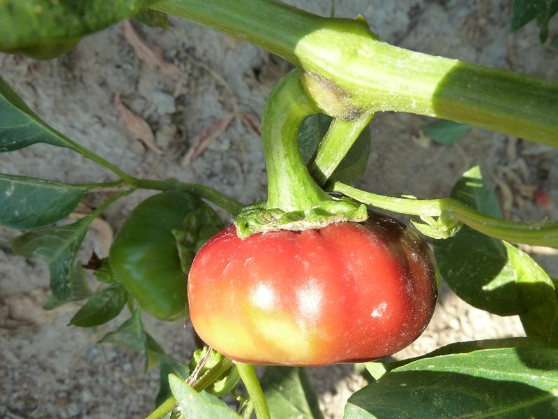 Cayenne Pepper photo 6