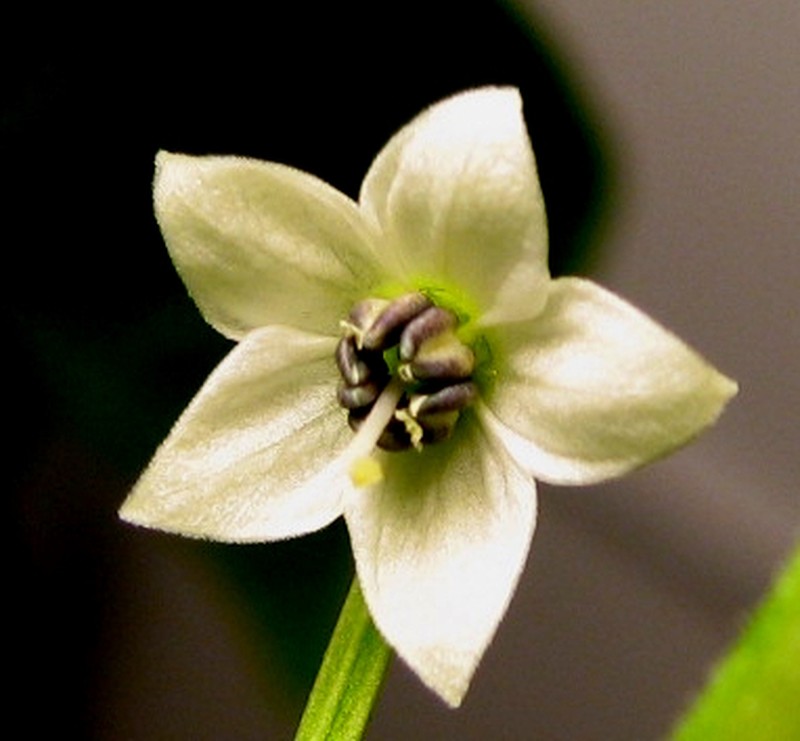 Cayenne Pepper photo 8