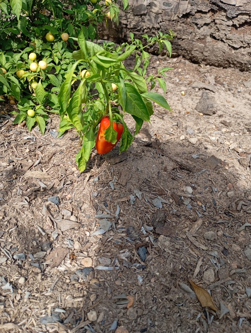 Capsicum annuum var. annuum photo 2