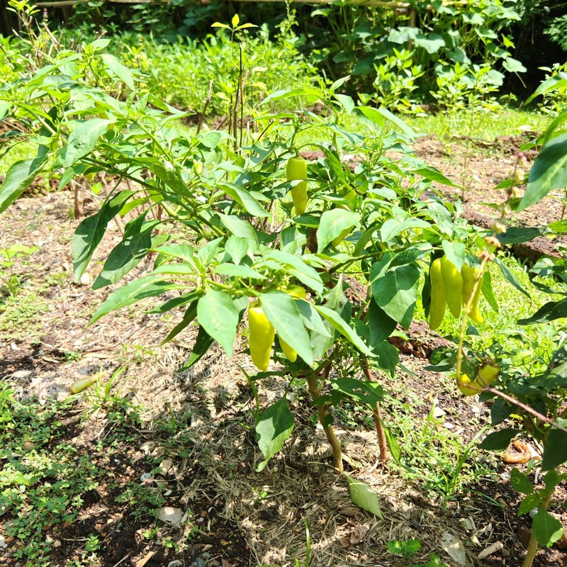 Capsicum annuum var. annuum photo 3