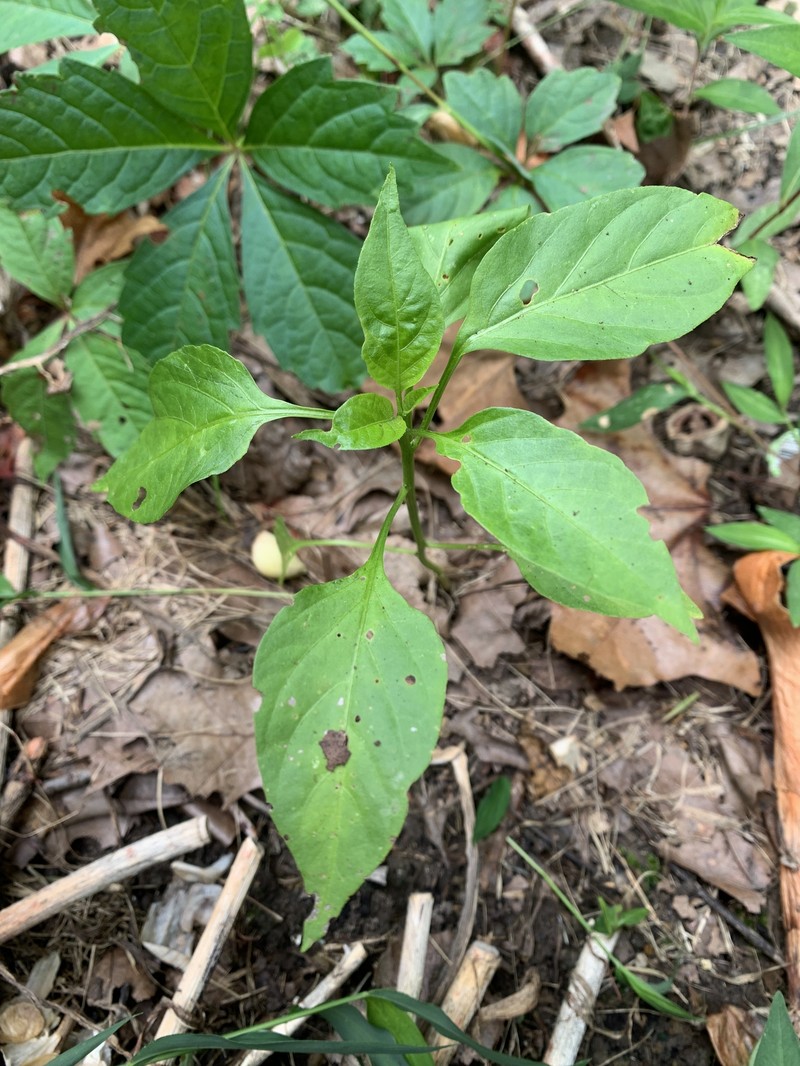 Capsicum annuum var. annuum photo 4