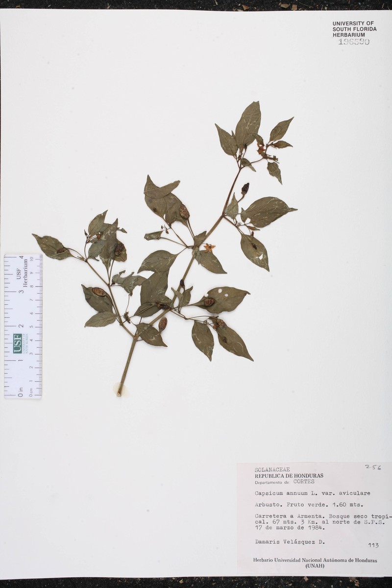 Capsicum annuum var. aviculare