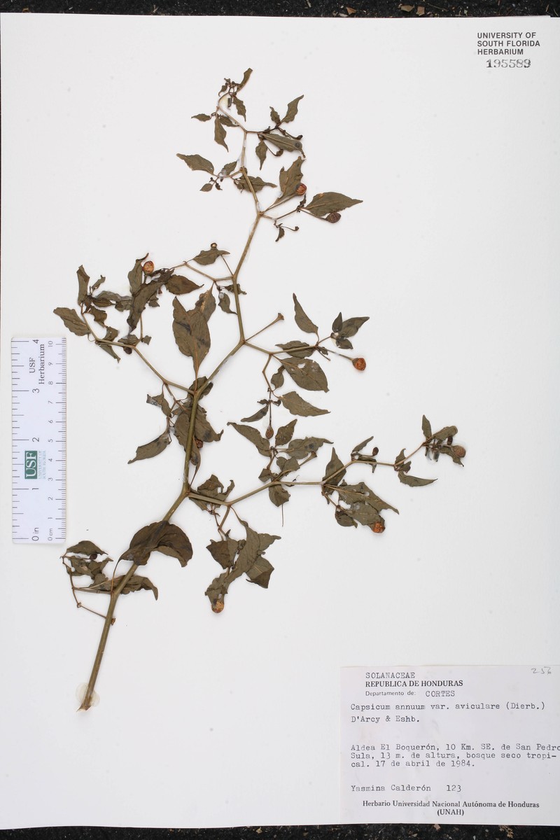 Capsicum annuum var. aviculare photo 2