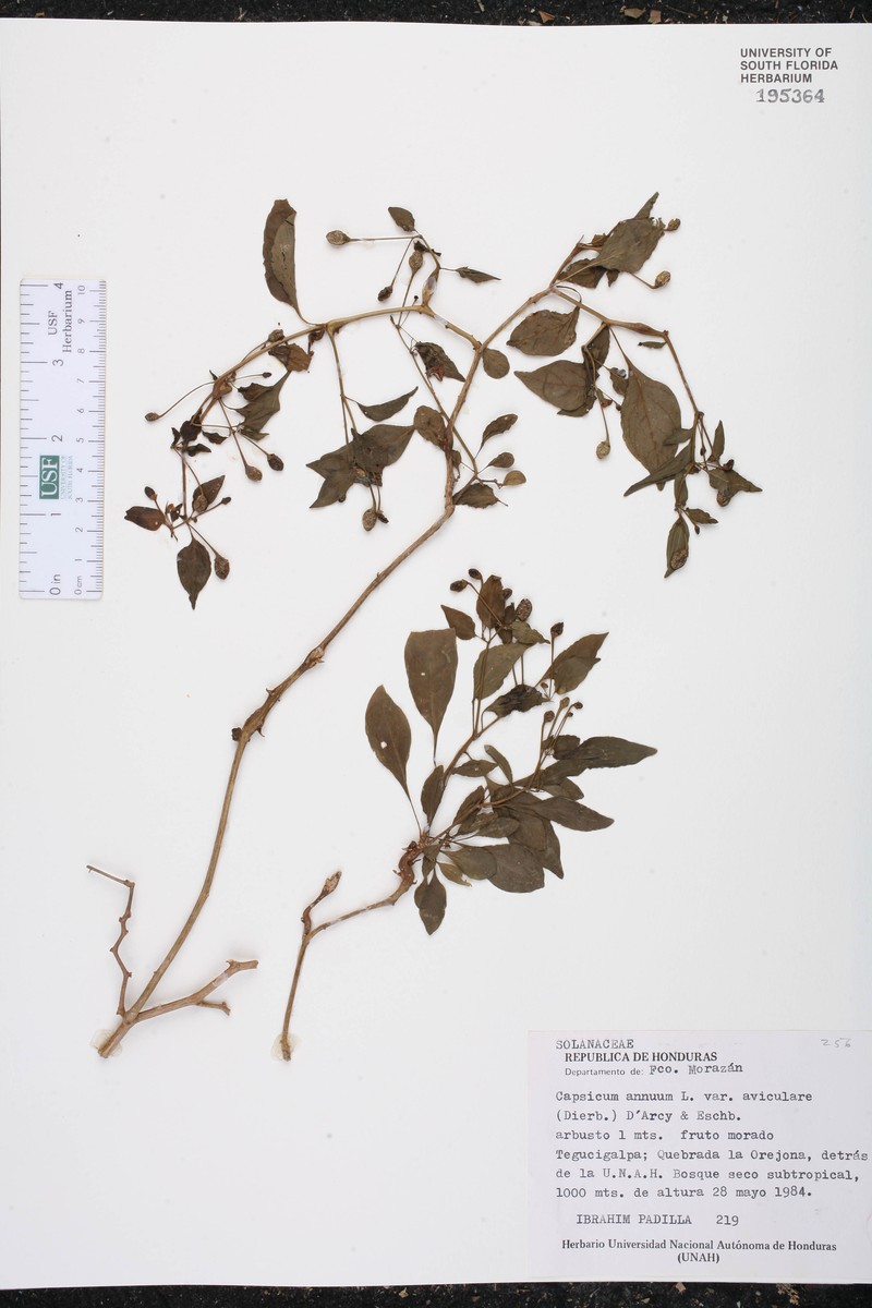 Capsicum annuum var. aviculare photo 3