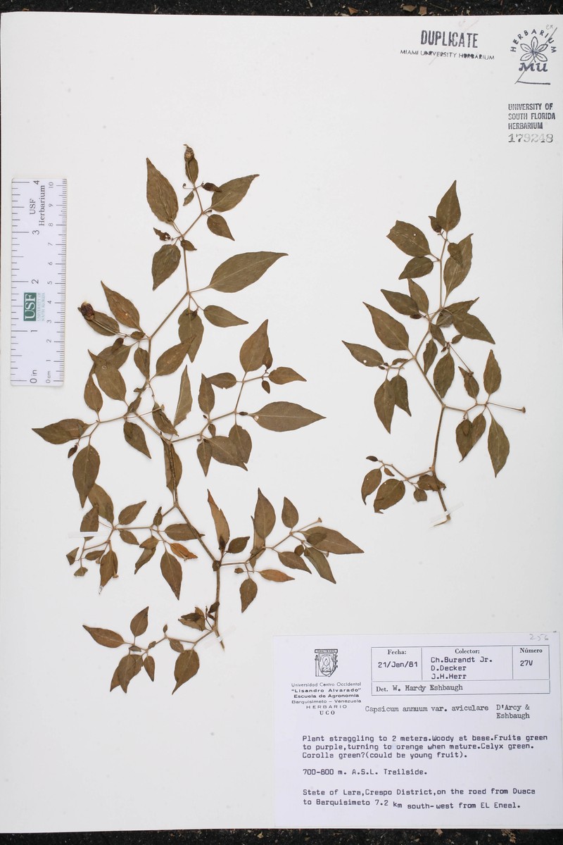 Capsicum annuum var. aviculare photo 4