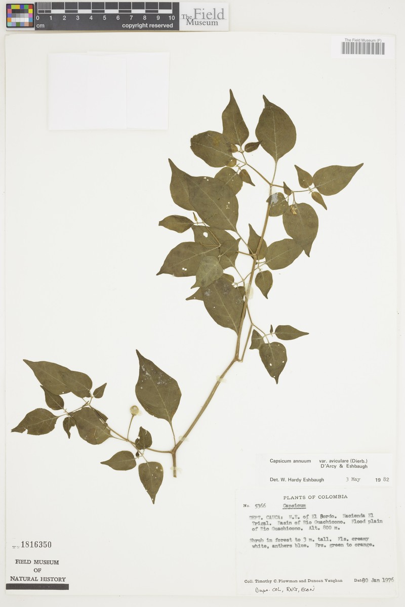 Capsicum annuum var. aviculare photo 5