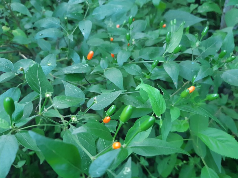 Capsicum baccatum var. baccatum