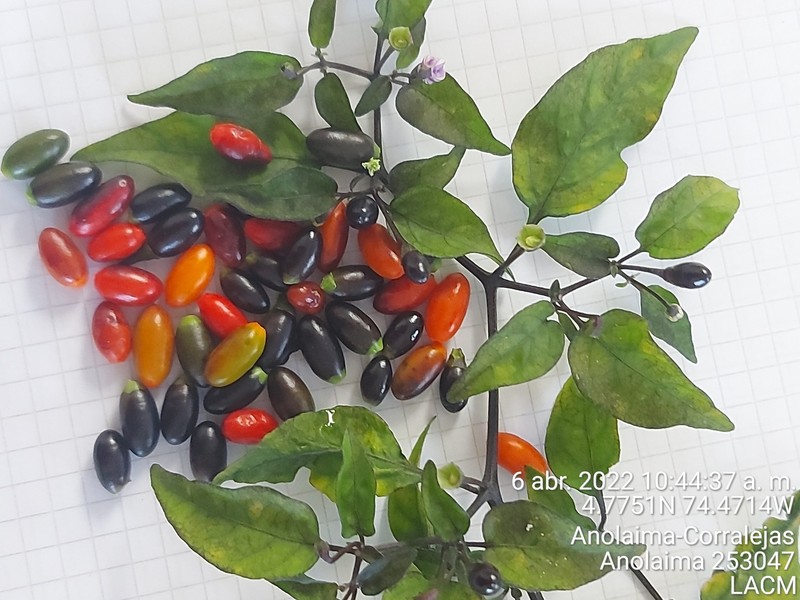 Capsicum baccatum var. baccatum photo 2