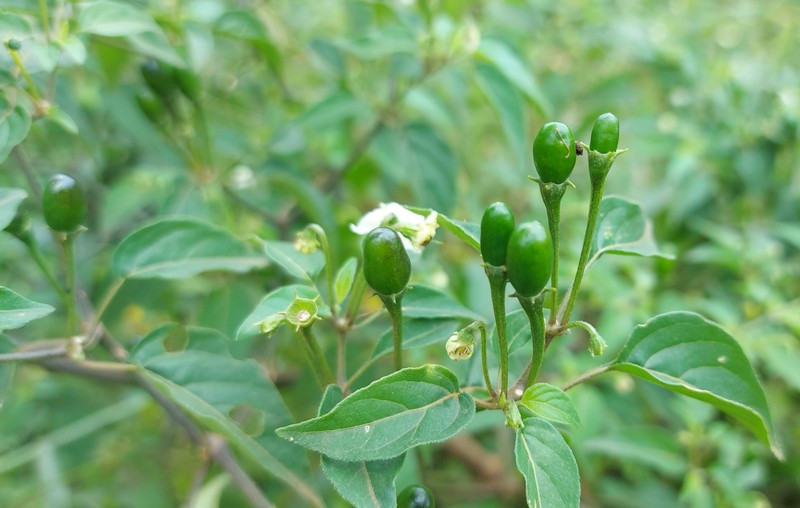 Capsicum baccatum var. baccatum photo 3