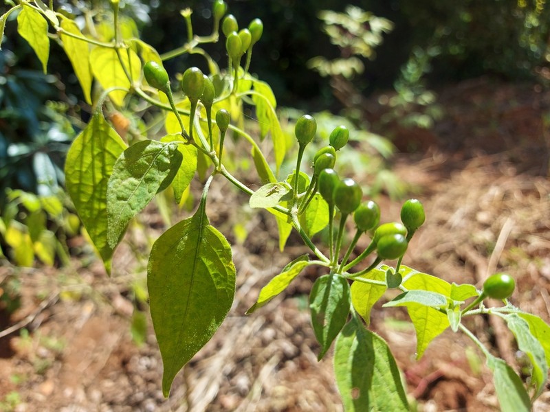 Capsicum baccatum var. baccatum photo 4