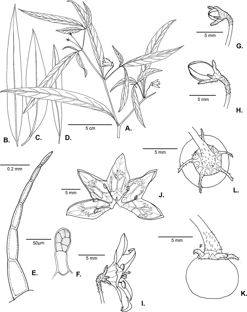 Capsicum carassense