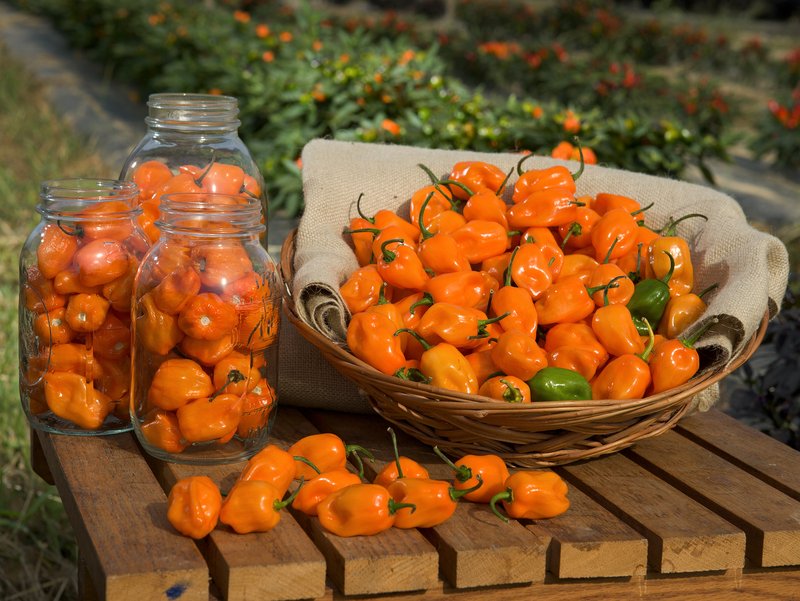 Aji