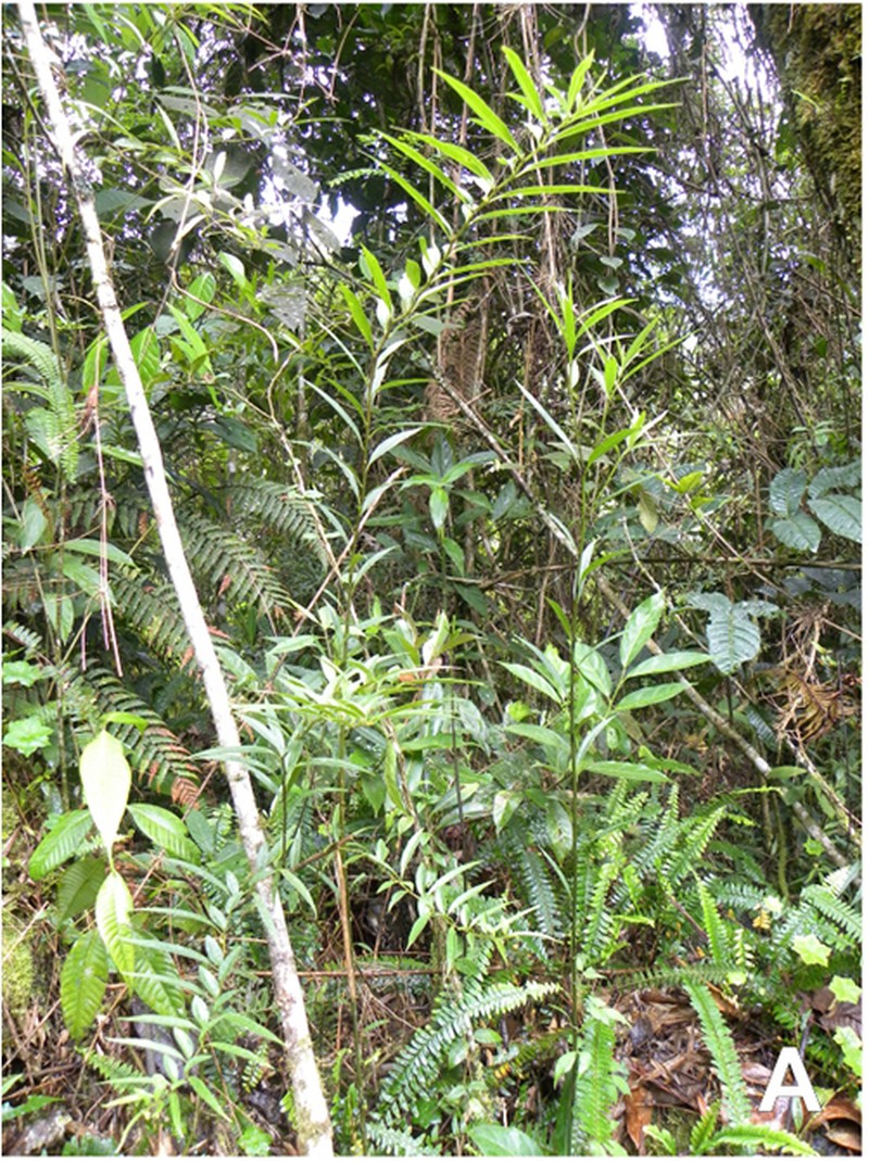 Capsicum longifolium
