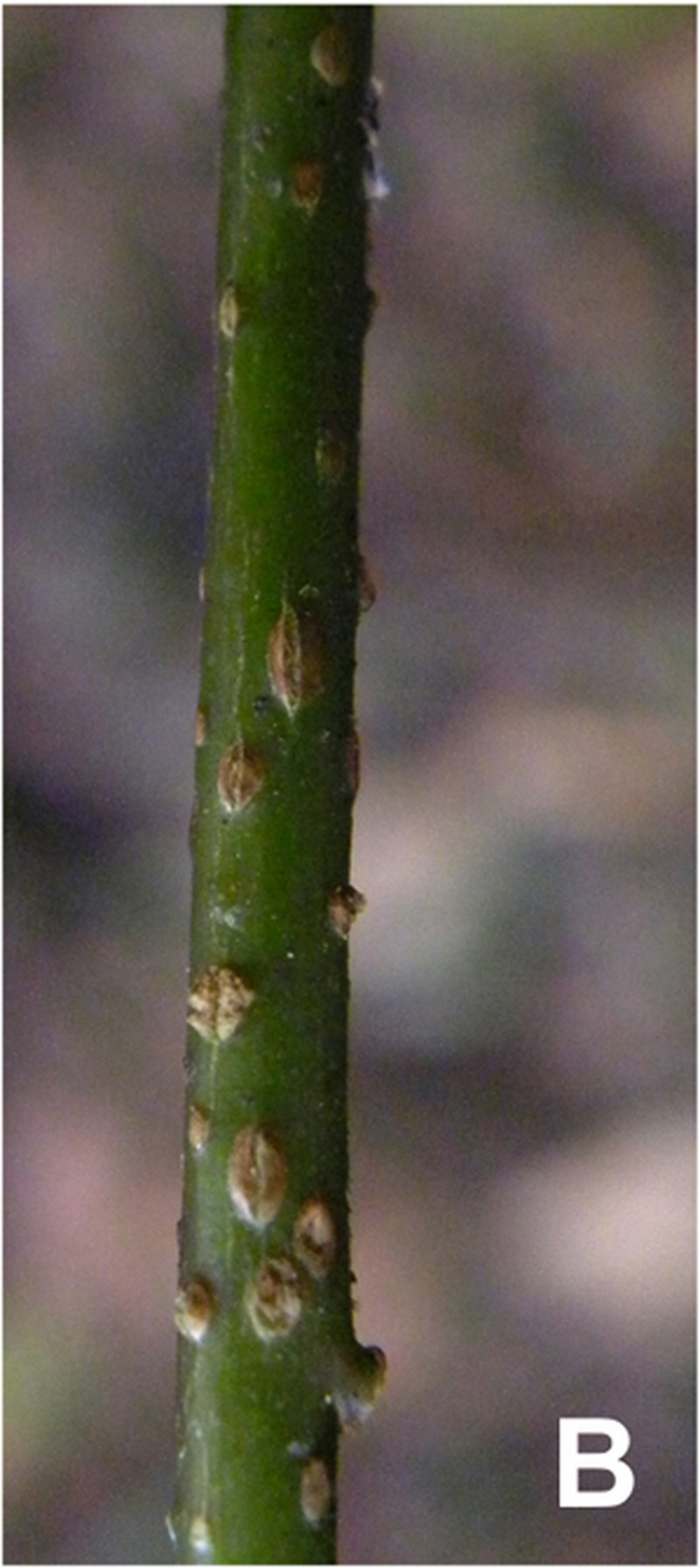 Capsicum longifolium photo 2