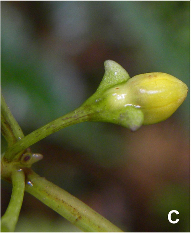 Capsicum longifolium photo 3