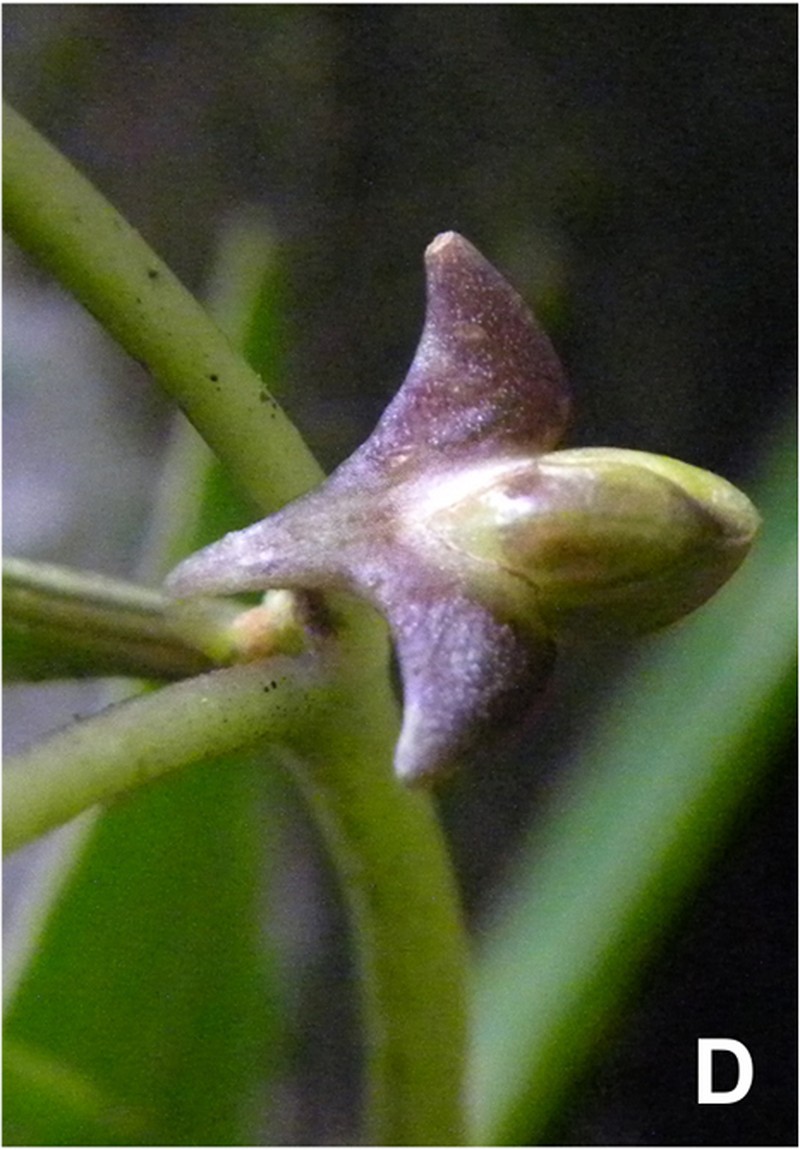 Capsicum longifolium photo 4