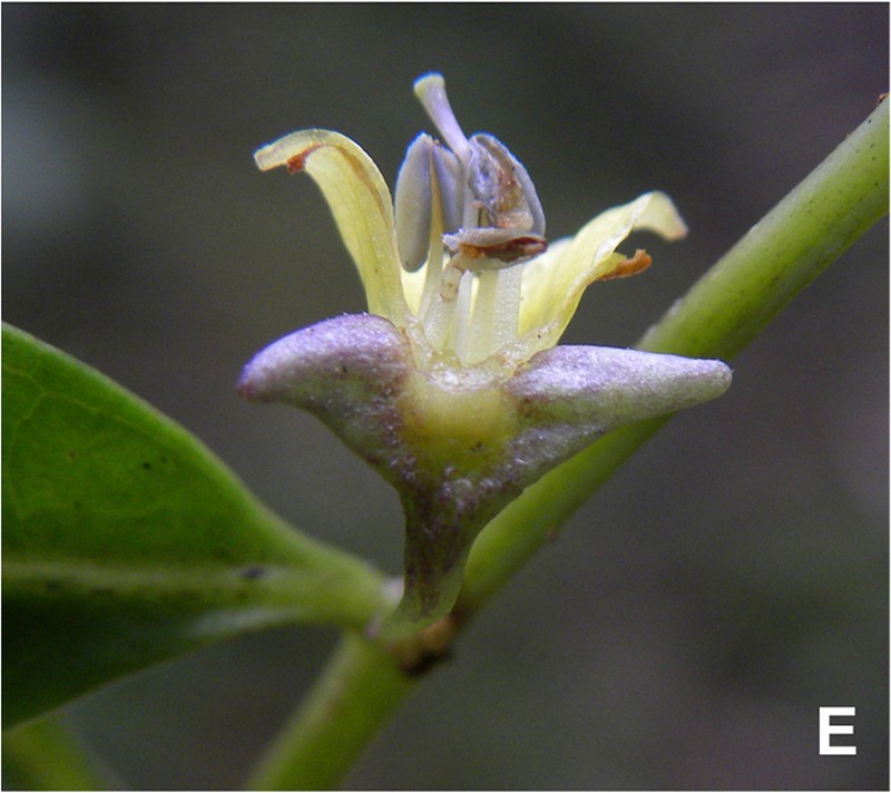 Capsicum longifolium photo 5