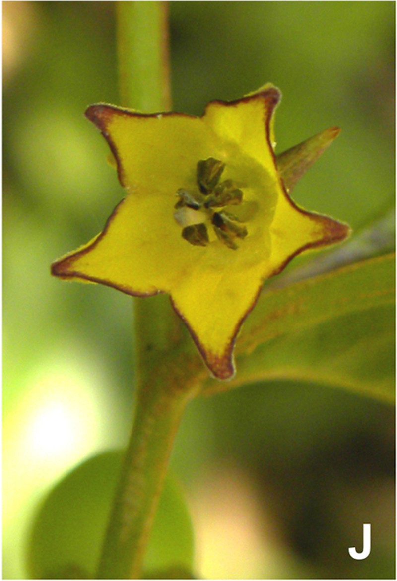 Capsicum longifolium photo 6