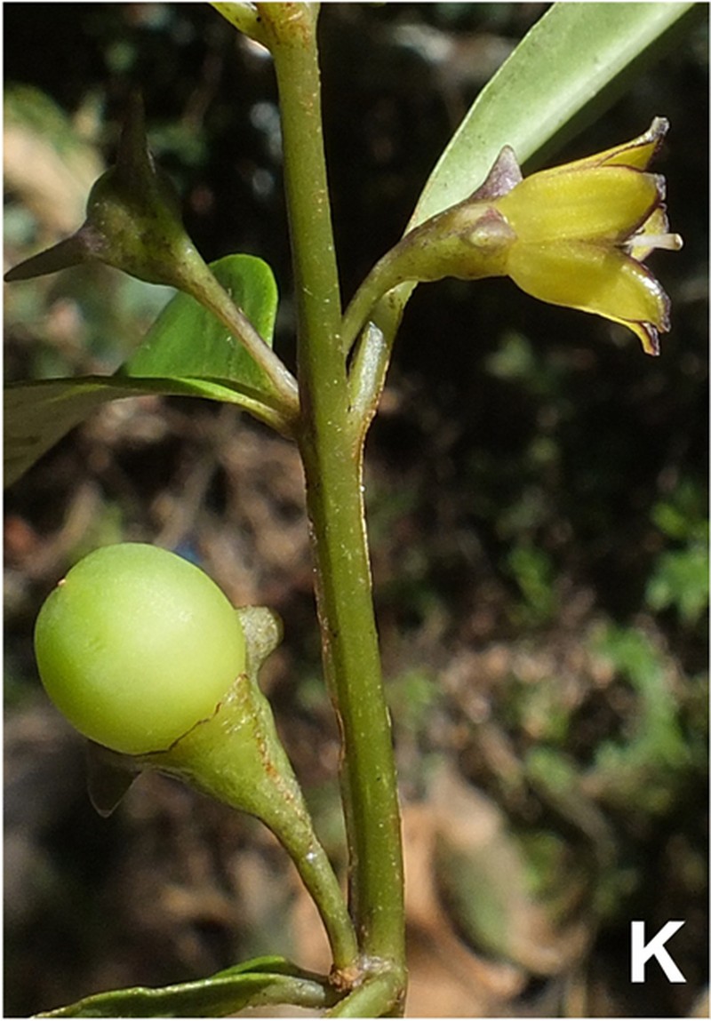 Capsicum longifolium photo 7