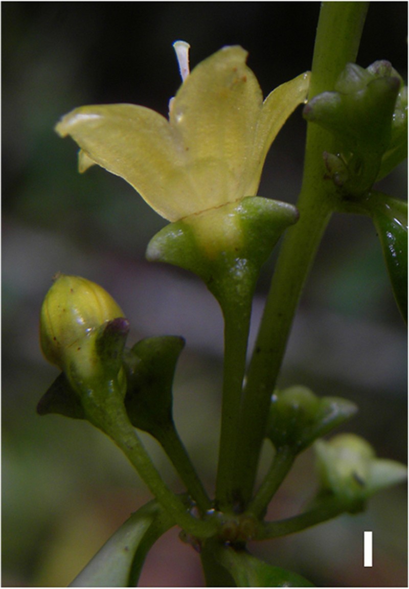 Capsicum longifolium photo 8