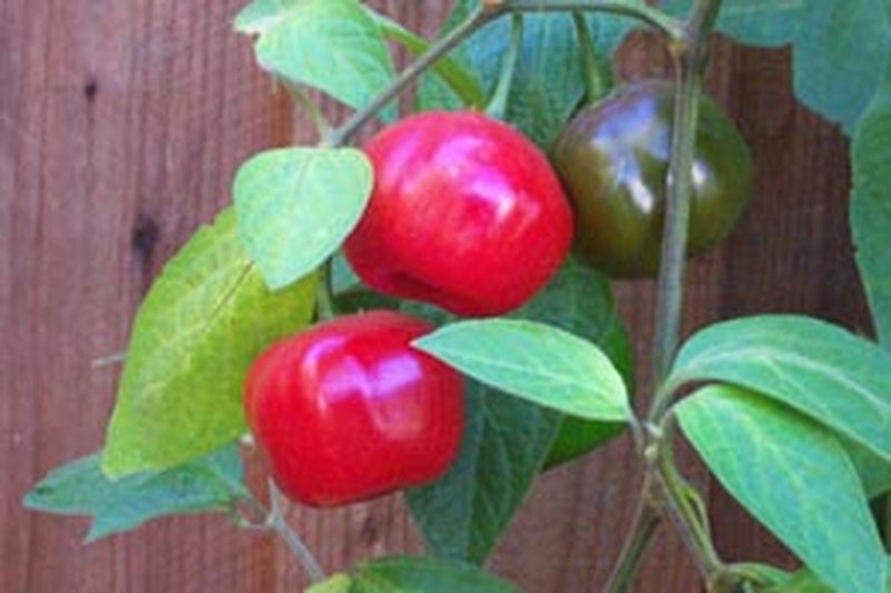 Rocoto