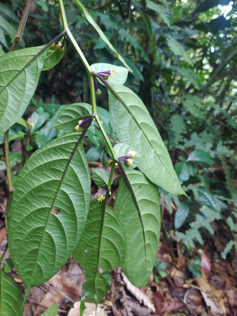 Capsicum regale photo 2