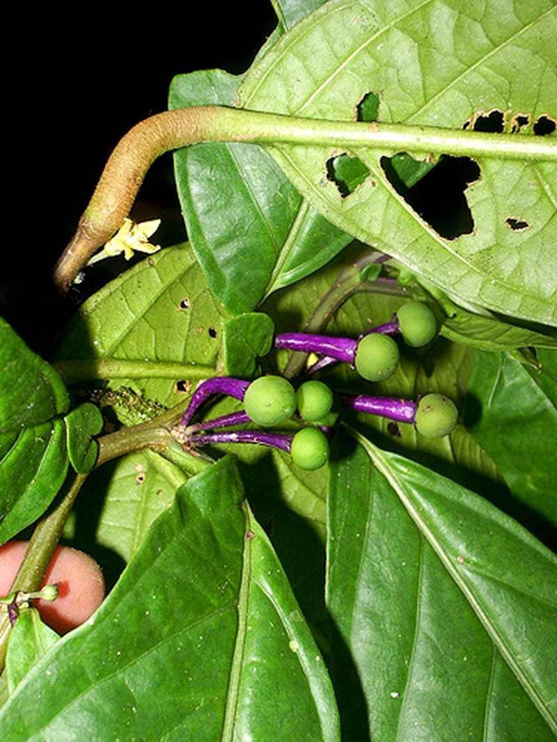 Capsicum regale photo 4