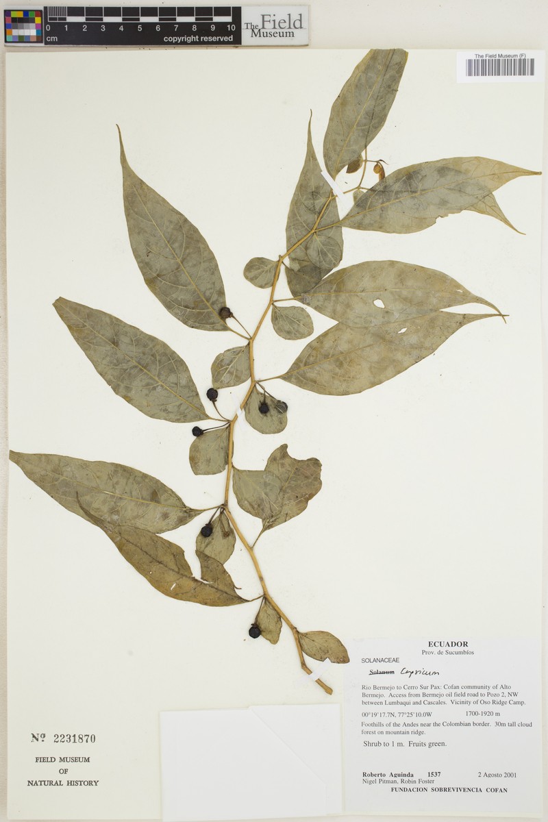 Capsicum regale photo 5