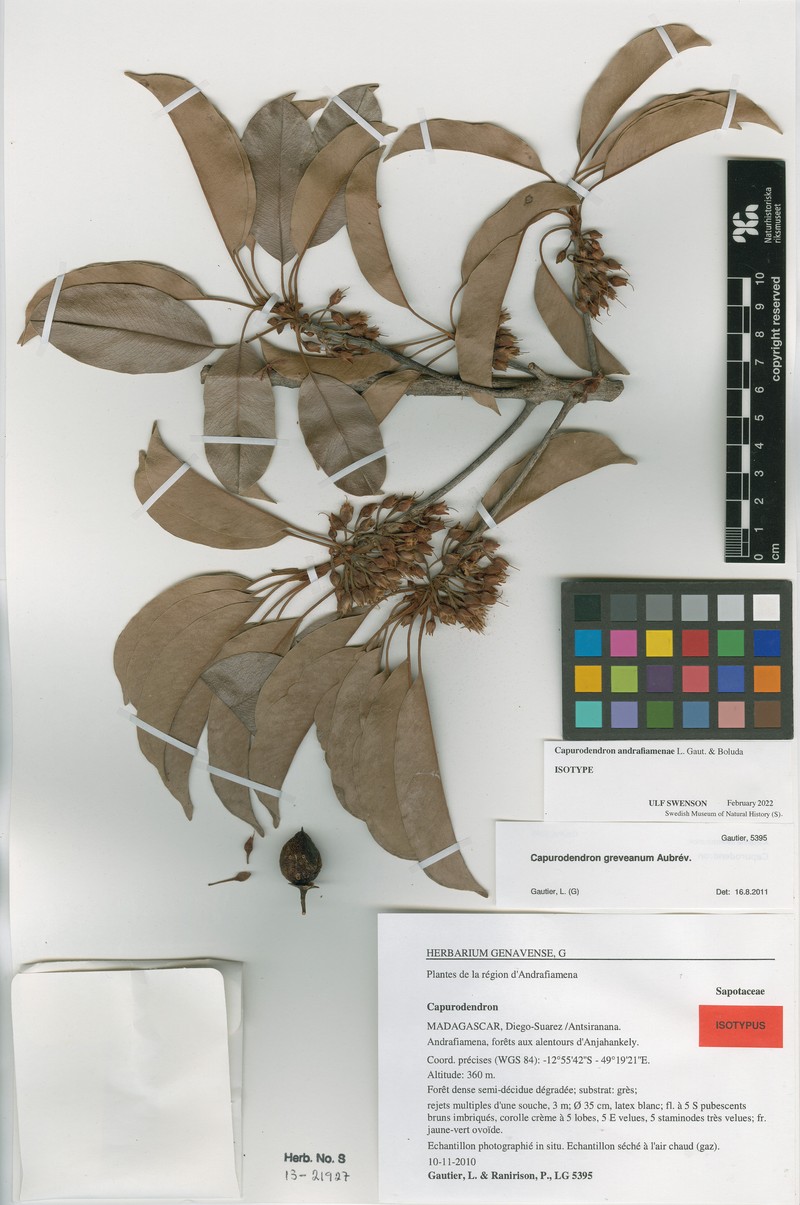 Capurodendron andrafiamenae photo 2