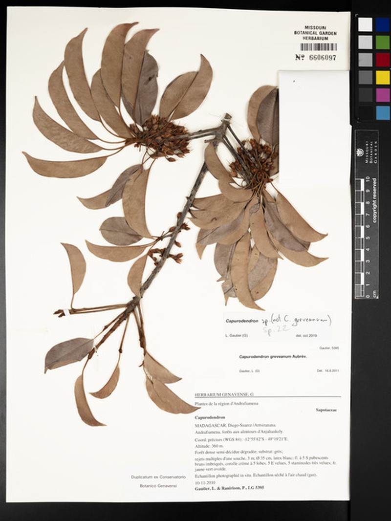 Capurodendron andrafiamenae photo 3